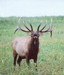 Mean Ferocious Elk
